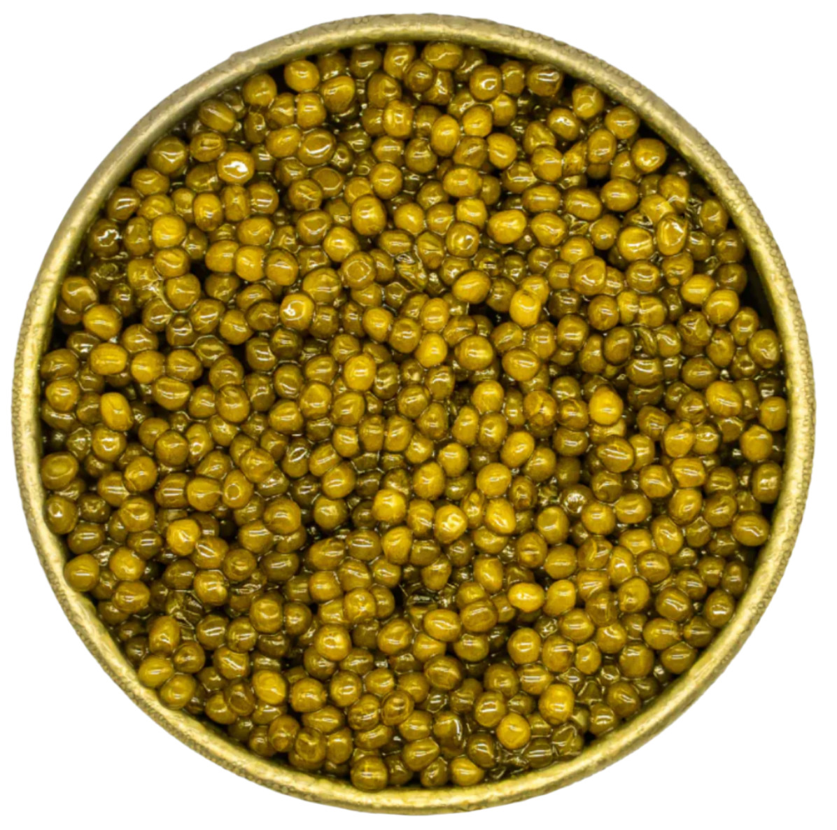 Kaluga Hybrid Golden - Huso Dauricus