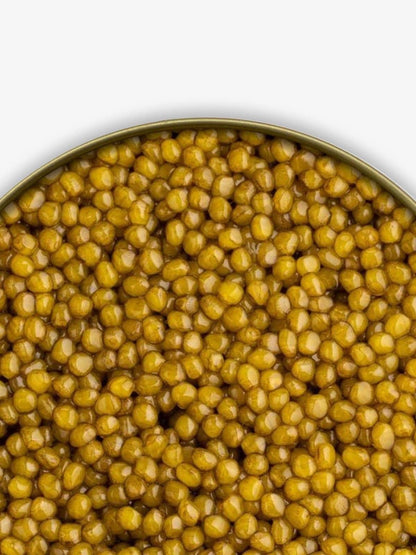 Osetra Golden - Acipenser Gueldenstaedtii