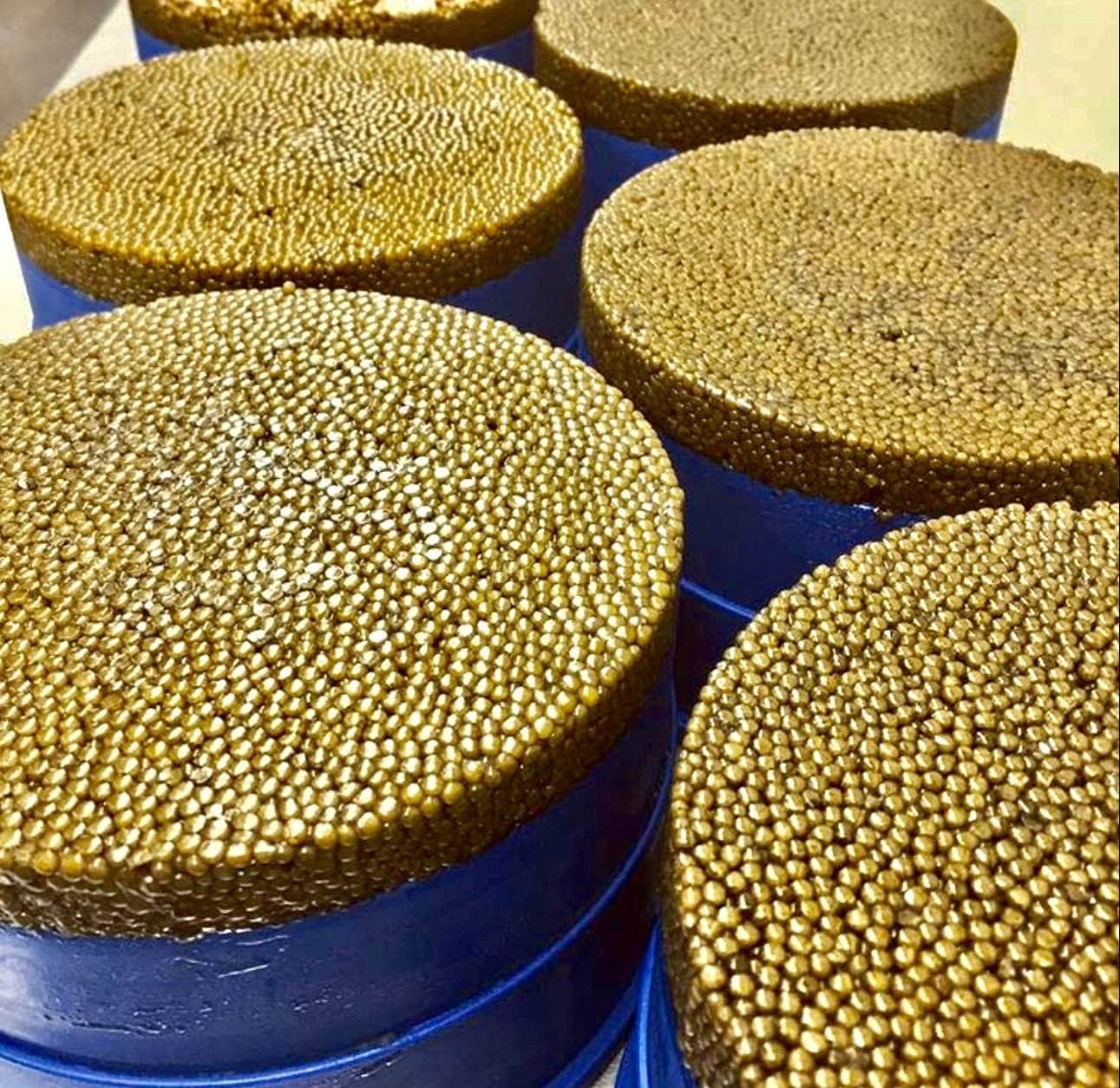 Osetra Golden - Acipenser Gueldenstaedtii